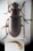 Ophonus xaxarsi